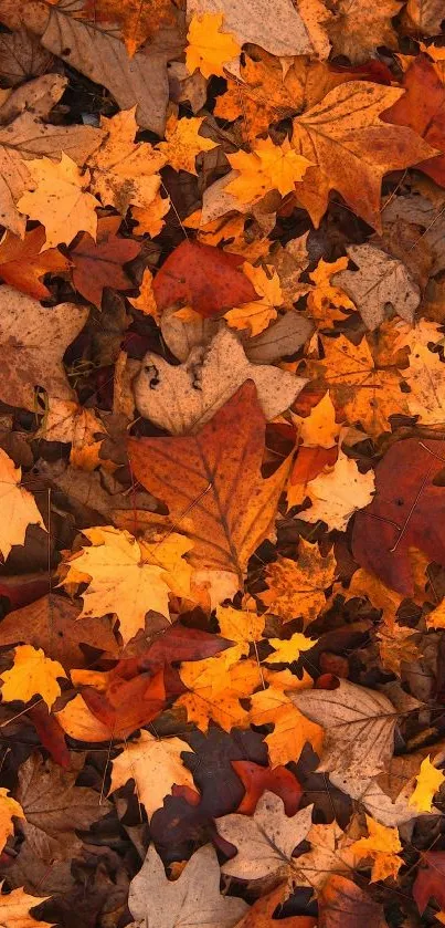 Vibrant autumn leaves scattered in a rich, seasonal mobile wallpaper.