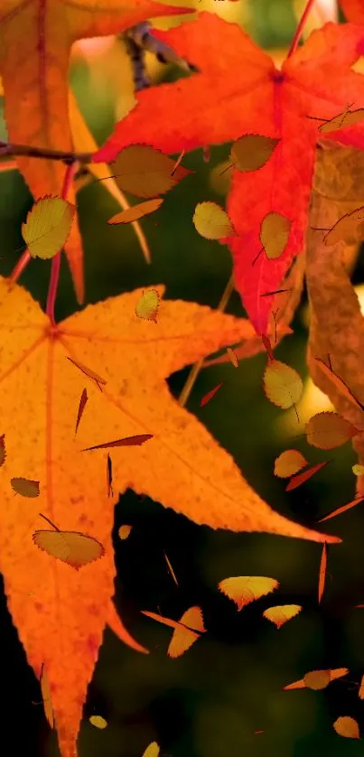 Vibrant autumn leaves in orange and red on a mobile wallpaper.