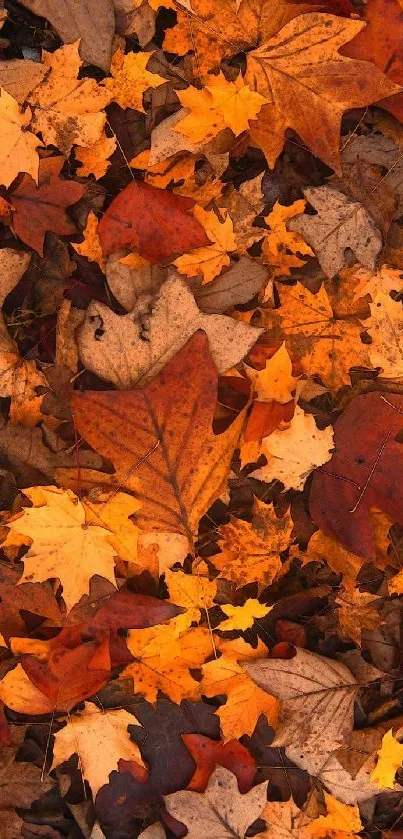 Colorful autumn leaves as a phone wallpaper