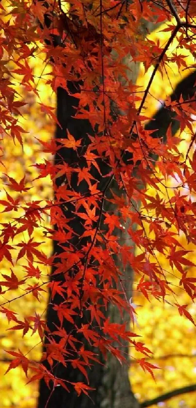 Vibrant autumn leaves in red and gold on a tree branch.