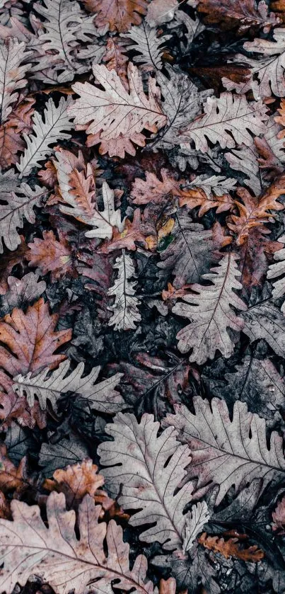 Brown and gray autumn leaves wallpaper for mobile screen aesthetics.