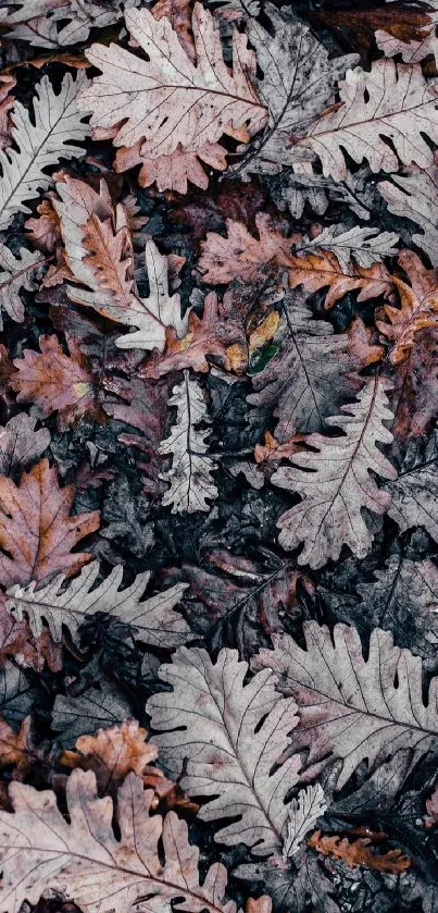 Autumn oak leaves scattered in warm earthy tones.