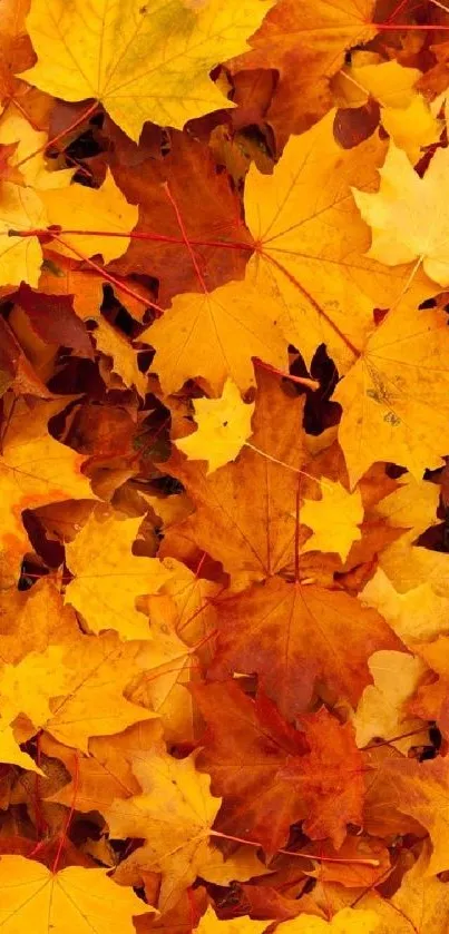 Vibrant mobile wallpaper with orange autumn leaves.