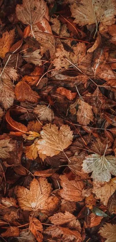 A close-up mobile wallpaper of autumn leaves in rich brown tones.