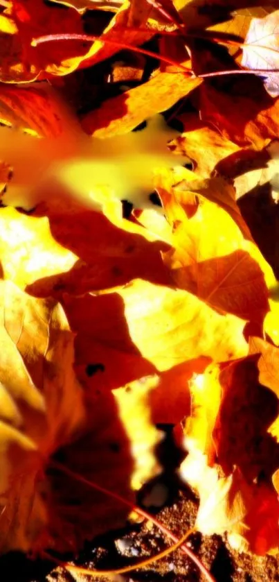 Vibrant autumn leaves create an orange and brown background for mobile devices.