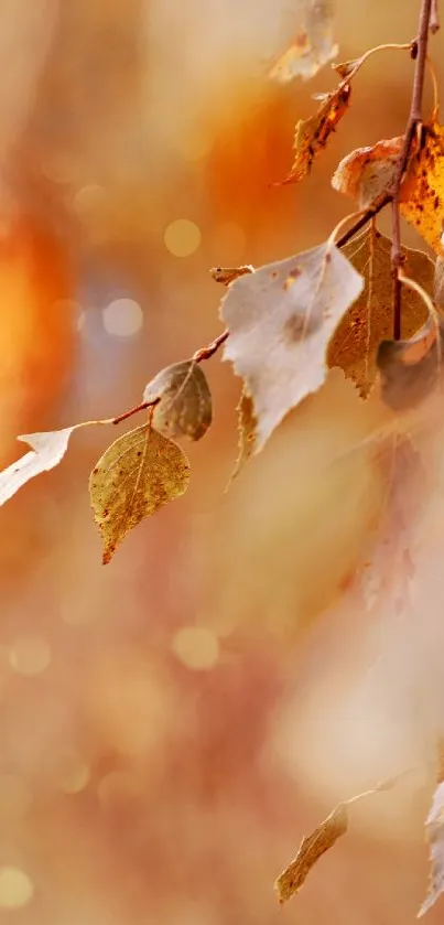 Warm autumn leaves wallpaper with a golden glow.