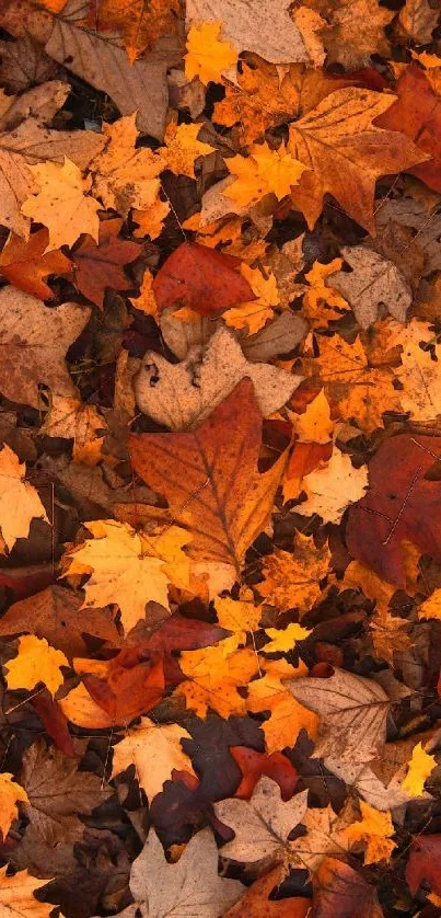 Vibrant orange and brown autumn leaves cover the ground.