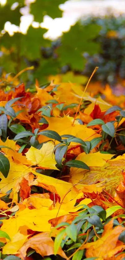 Vibrant display of yellow autumn leaves with green foliage.