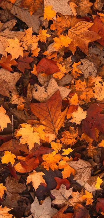 Vibrant autumn leaves scattered across a forest floor.