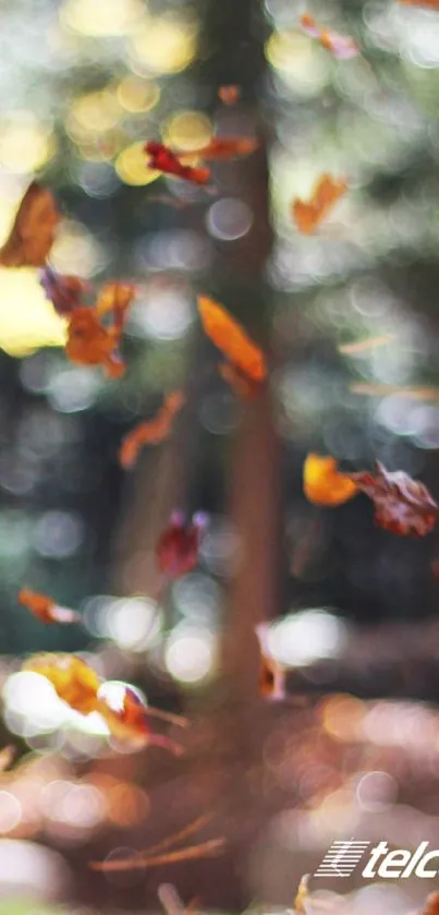 Autumn leaves falling in forest, blurred.