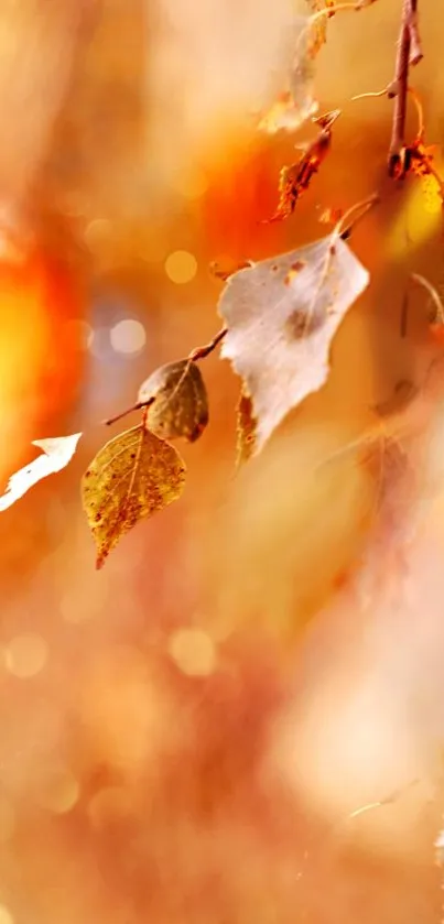 Bright autumn leaves with orange and yellow hues for fall wallpaper.