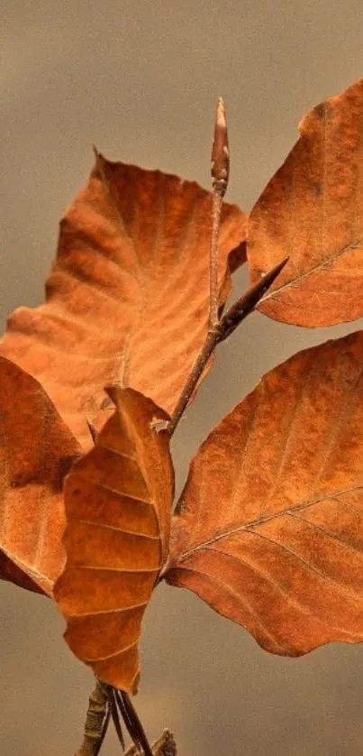 Close-up of autumn leaves in orange hues on a branch, captured in high detail.