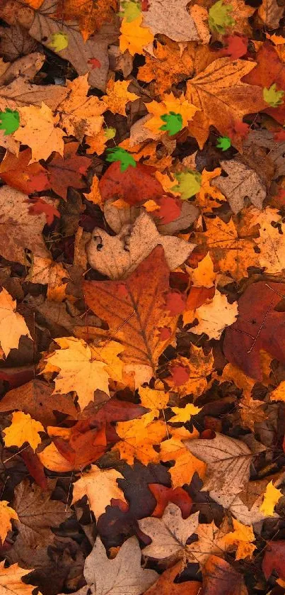 Vibrant autumn leaves wallpaper with orange and brown hues.