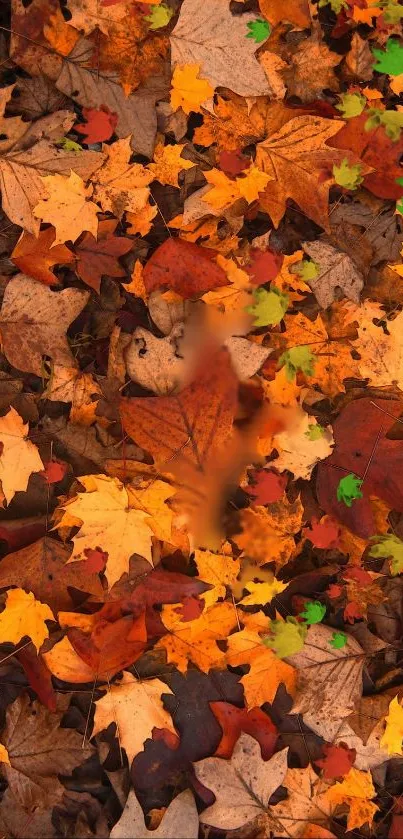 Vibrant autumn leaves wallpaper with warm orange tones.