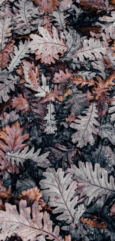 Autumn leaves create a textured, layered natural mobile wallpaper.