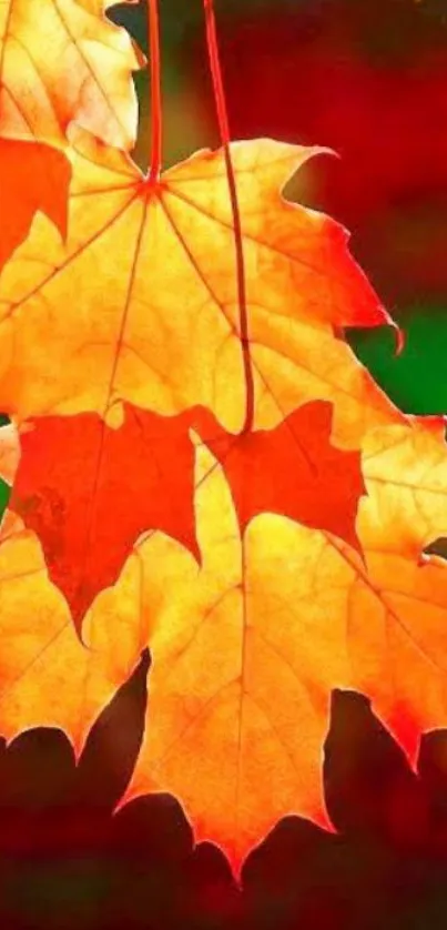 Bright orange and red autumn leaves mobile wallpaper.