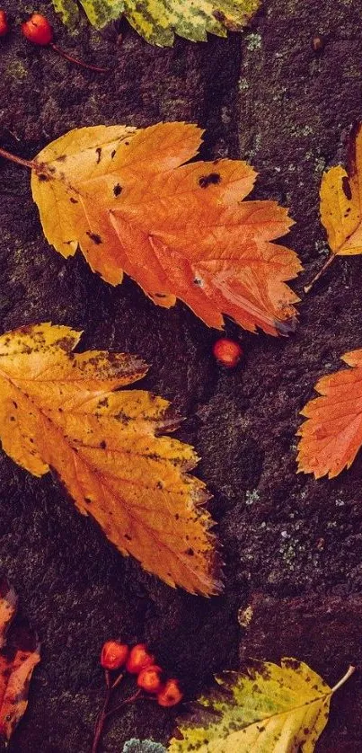 Colorful autumn leaves on dark rock background.