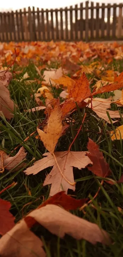 Autumn leaves scattered on green grass.