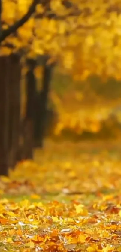 Golden leaves cover a forest pathway in autumn.