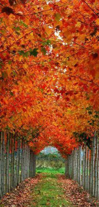 Pathway under vibrant orange autumn leaves in a serene nature setting.