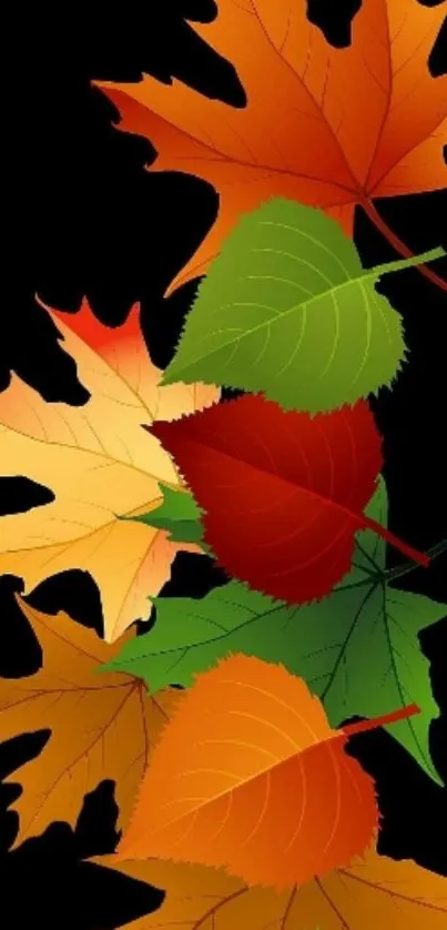 Colorful autumn leaves on black background wallpaper.