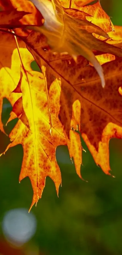 Vibrant orange autumn leaves with sunlight