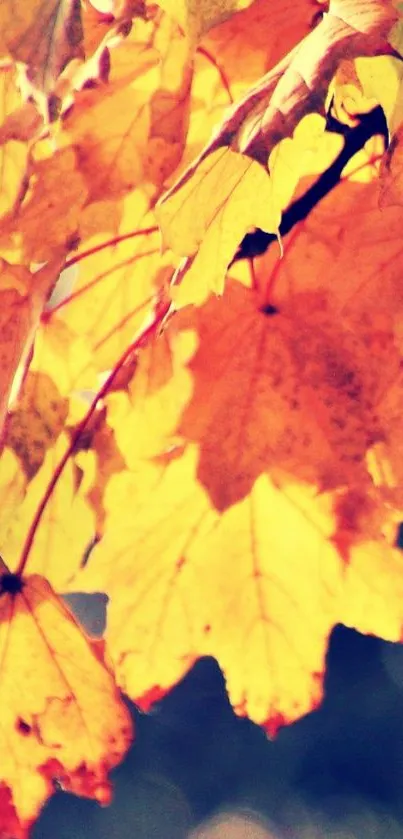 Mobile wallpaper featuring bright autumn leaves.