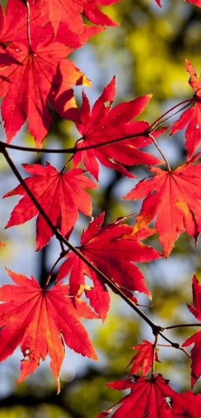 Vibrant red autumn maple leaves against a blurred background.