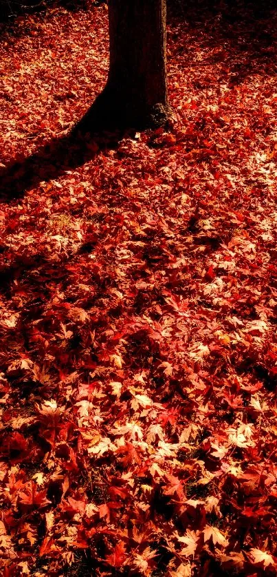 Vibrant autumn leaves beneath a tree in warm sunlight.