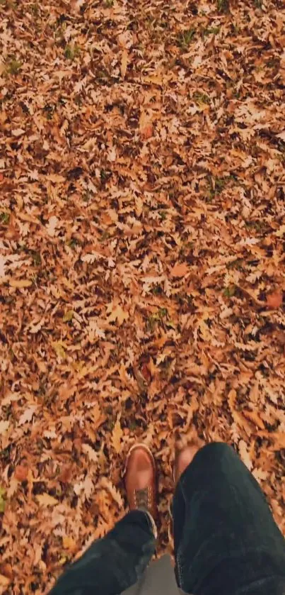 Person walking on autumn leaves covering the ground.