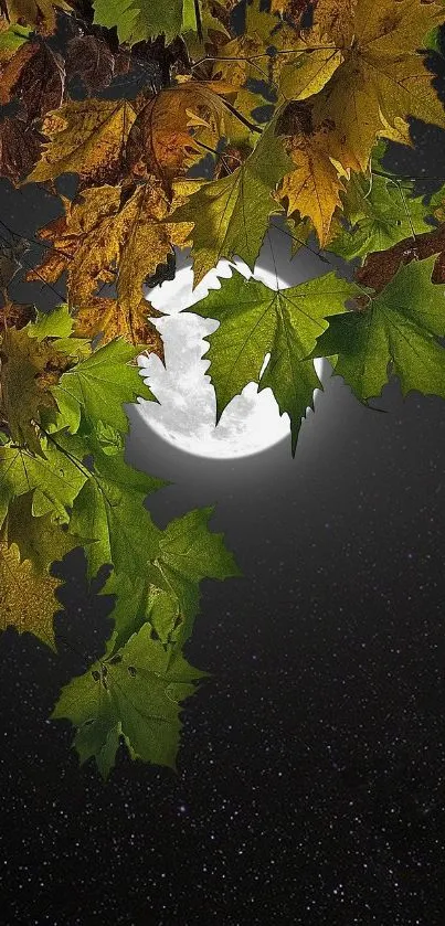 Autumn leaves under moonlit night sky.