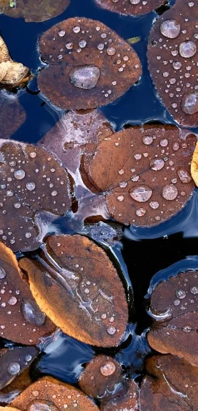 Brown autumn leaves with raindrops on a reflective surface.