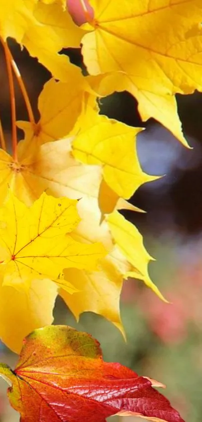 Golden maple leaves against a blurred autumn background.