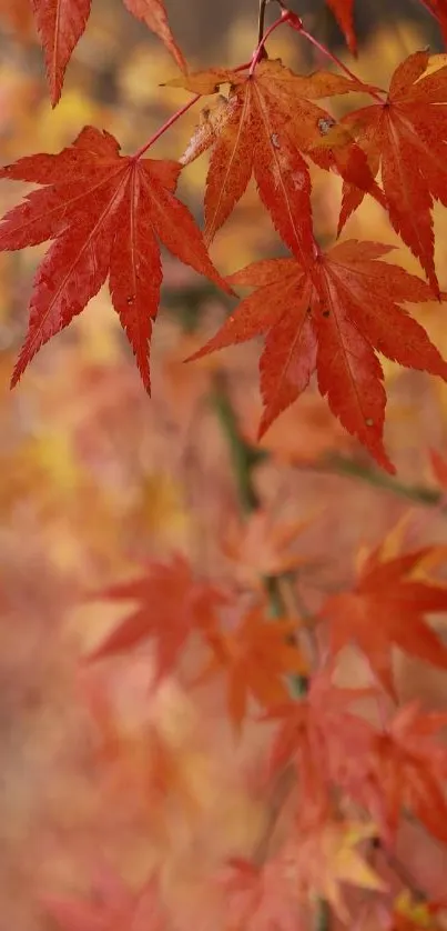 Red maple leaves in autumn, close-up view.
