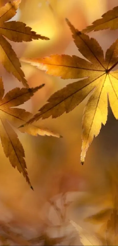 Golden maple leaves in autumn, creating a serene mobile phone wallpaper.