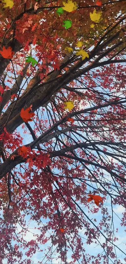 Autumn maple tree with vibrant red leaves against a blue sky.