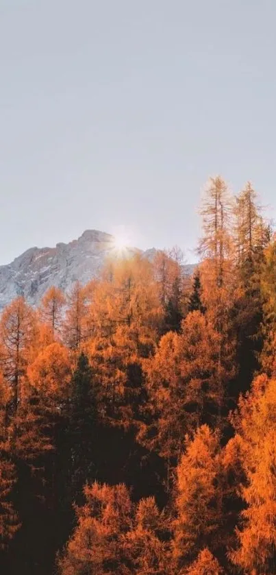 Mountain sunrise over autumnal orange trees in a serene nature setting.