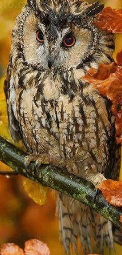 Owl perched among colorful autumn leaves.