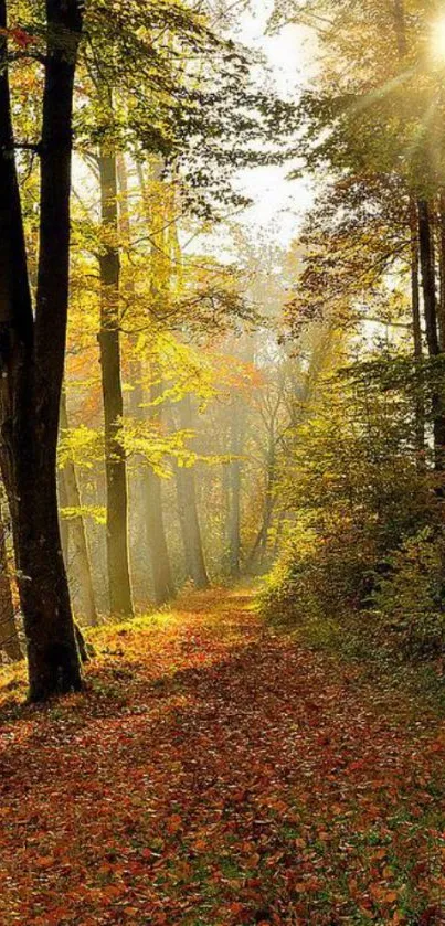 Sunlit autumn forest path with colorful foliage and serene atmosphere.