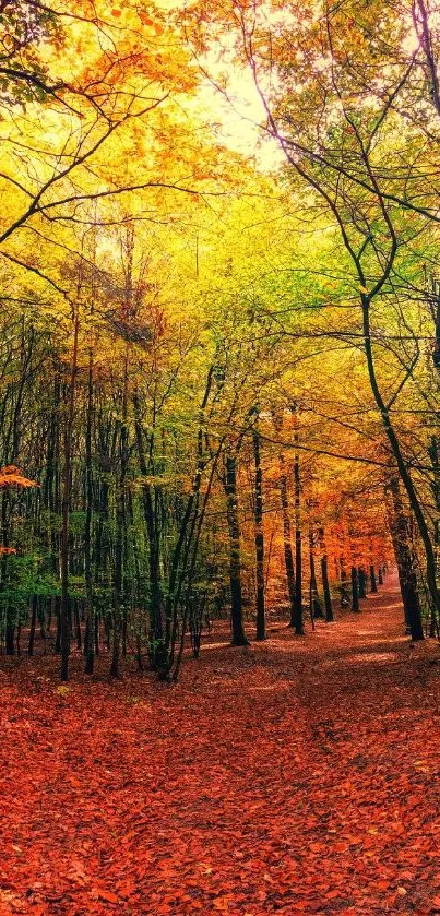 Serene autumn forest path with vibrant leaves and tall trees.