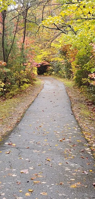 Serene forest path with colorful autumn leaves and vibrant foliage.