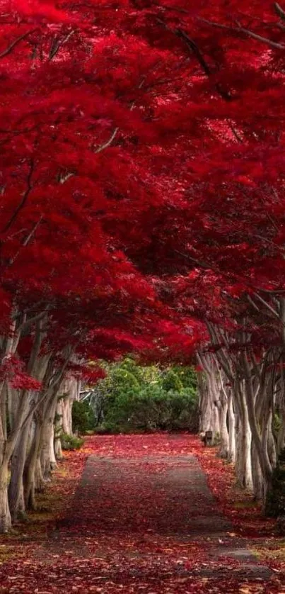 Vibrant red forest path lined with autumn leaves and trees.