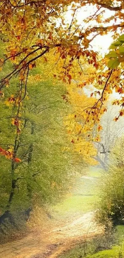 Sunlit autumn path with colorful foliage.