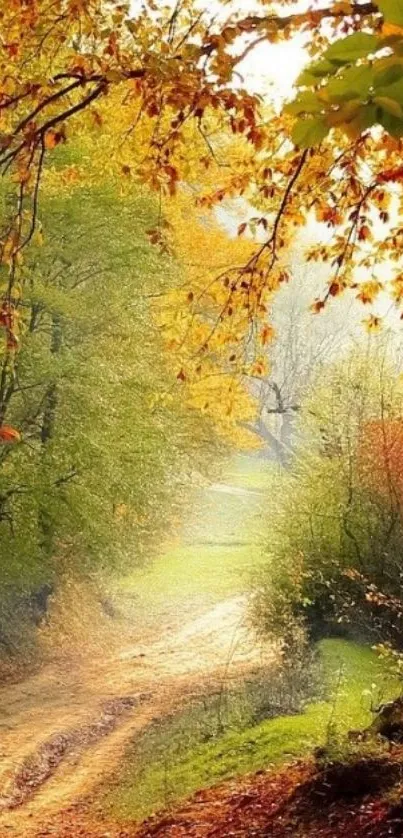 A serene autumn path with vibrant fall leaves and forest background.