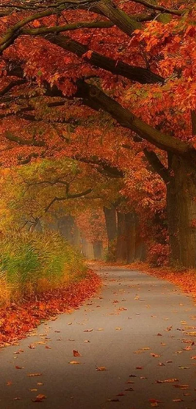 Autumn pathway with vibrant leaves on trees and ground.