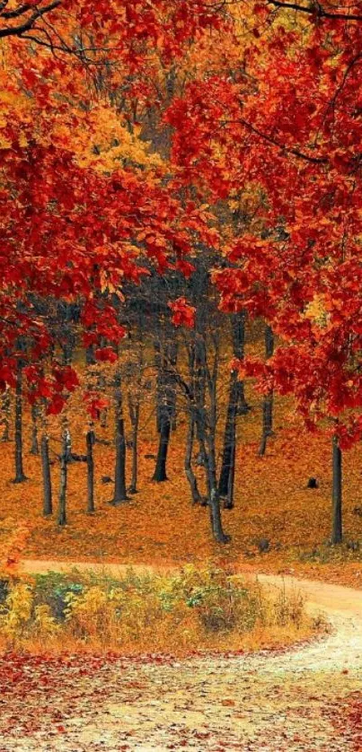 Scenic autumn path with vibrant foliage in a forest setting.