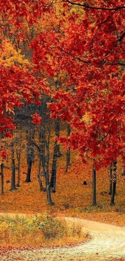 Vibrant autumn leaves along a forest path.