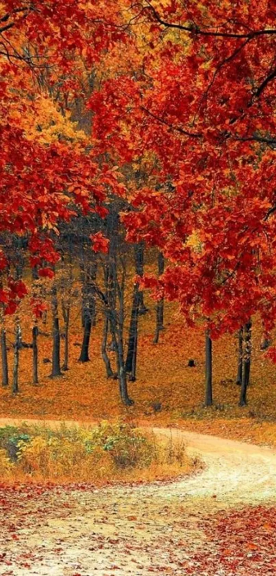 Forest path surrounded by vibrant autumn trees with red and orange leaves.