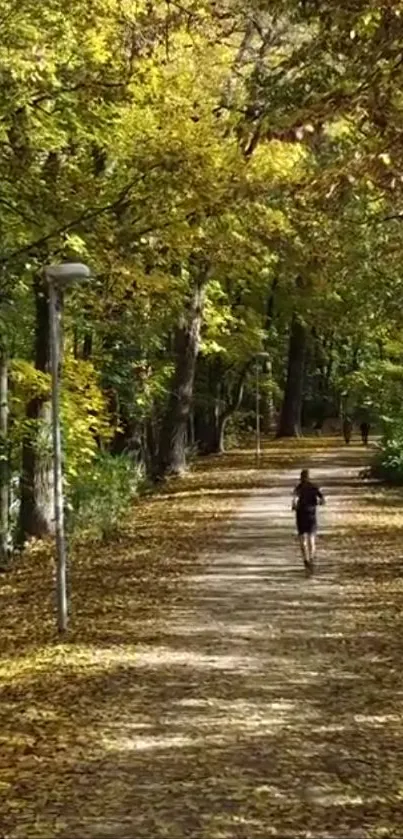 Person walking through a forest path lined with autumn leaves.