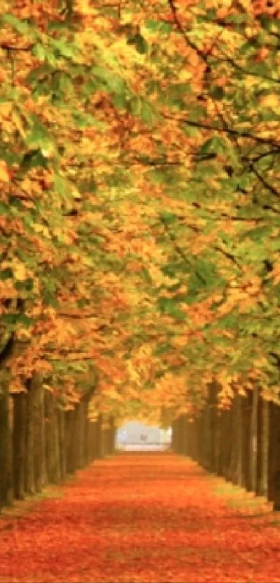 Autumn tree-lined path with golden leaves